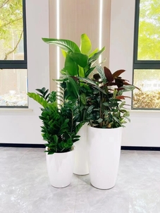 了解慈溪盆景租赁方案，畅享绿色生活！